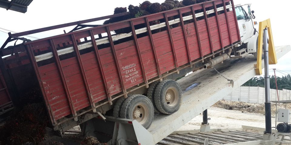 Descarga De Palma Africana