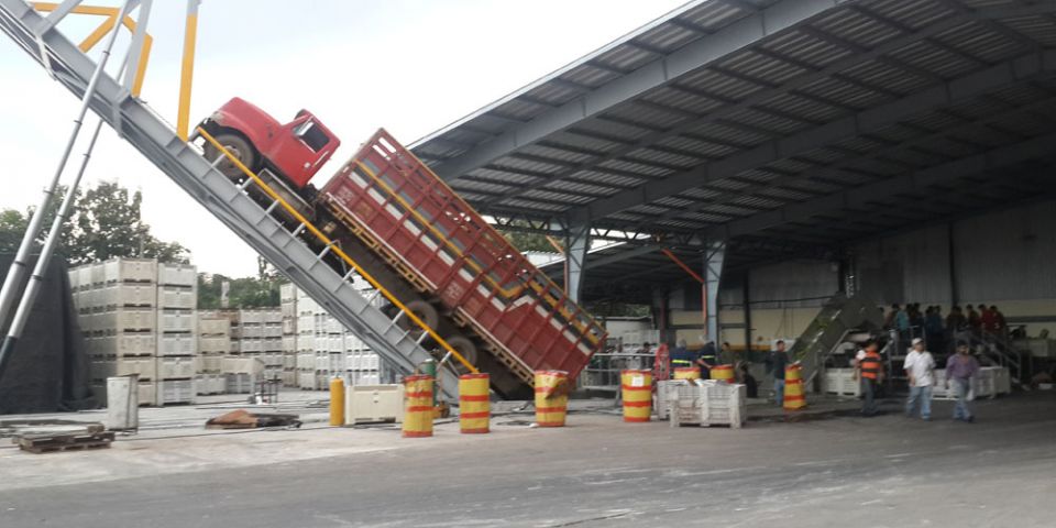 Descarga de Palma Africana